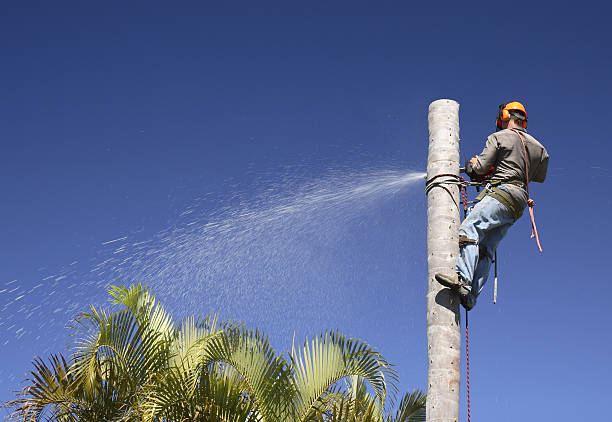 Professional Tree Care in Lambertville, MI